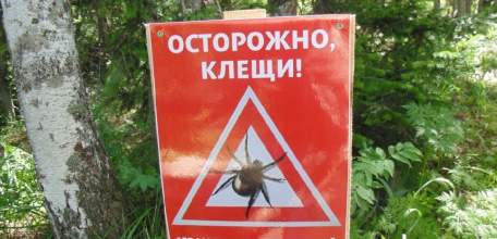 Инфицирован каждый пятый клещ в Липецкой области!