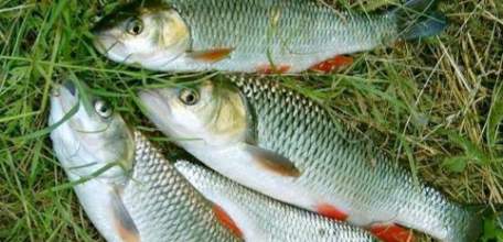 В Елецком районе вынесен приговор по уголовному делу о незаконной рыбной ловле