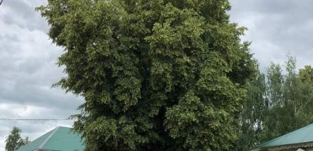 Погода в Ельце на 24 июня 2025 года