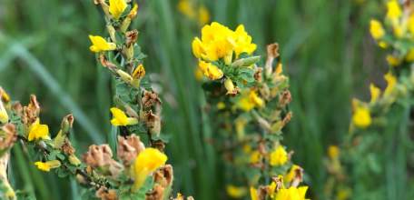 Объявлен желтый уровень "Воздушная опасность" по Липецкой области