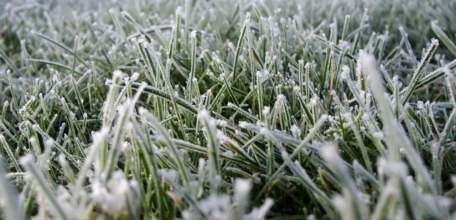 Ночью 5-6 мая на территории Липецкой области ожидаются заморозки до 2 градусов мороза