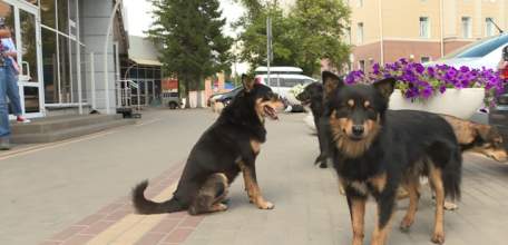 1954 бездомных животных отловили за полгода в Липецкой области. 484 из них нашли новый дом