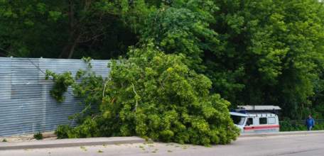 По улице Маяковского сегодня упало дерево на тротуар в Ельце!