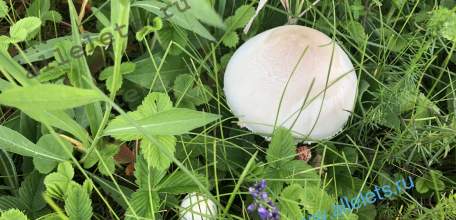 В Липецкой области произошло массовое отравление грибами!