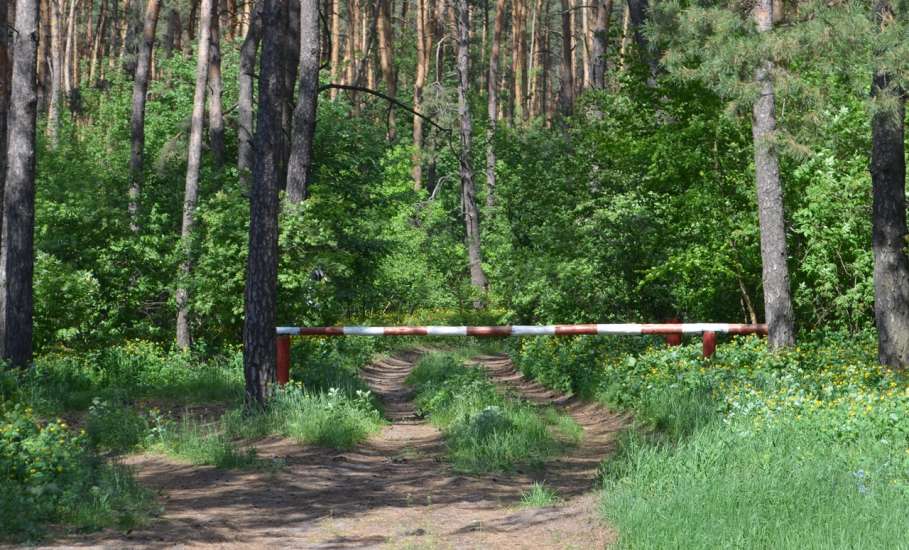 С 4 по 24 мая в Липецкой области введено ограничение на посещение лесов