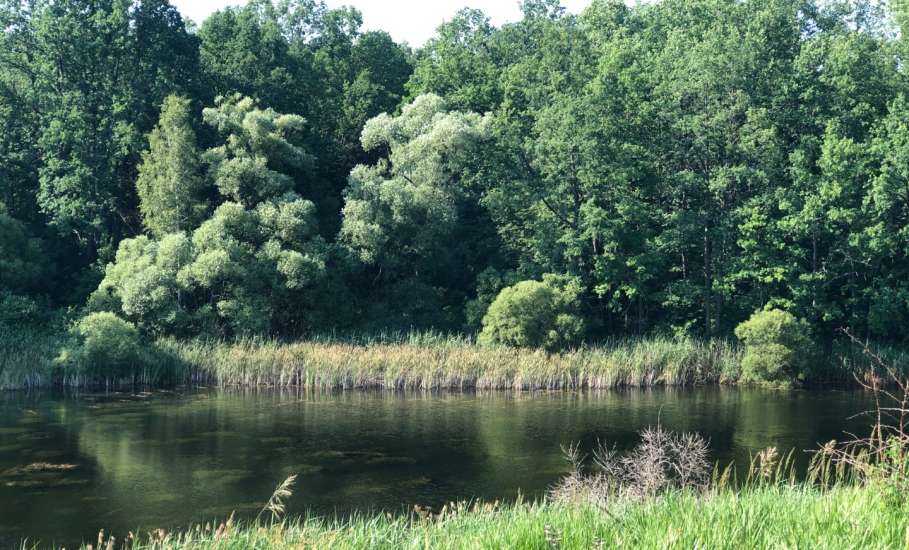 Ограничение на посещение лесов и въезда в них на транспорте вводится в Липецкой области!