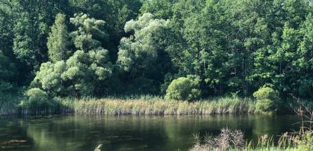 Ограничение на посещение лесов и въезда в них на транспорте вводится в Липецкой области!