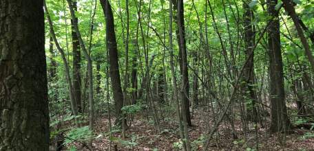 Отбой красного и желтого уровня "Воздушной опасности" для Липецкой области