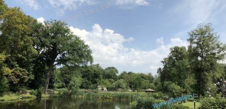 Жара в Ельце распугала посетителей Петровского парка. Улетели даже утки!