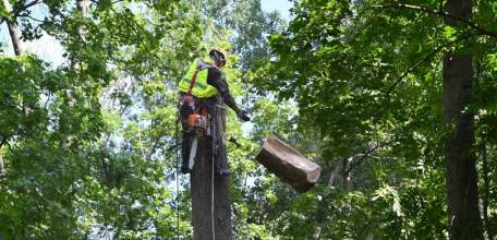 Жители Ельца переживают за гнёзда птиц на деревьях, которые десятилетиями живут на старом городском кладбище!