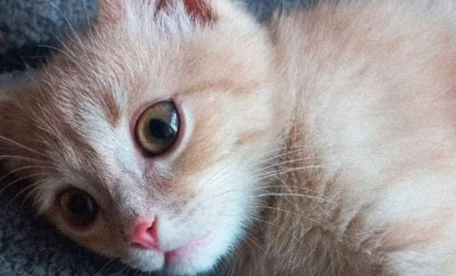В Воронеже погиб мужчина, который пытался спасти собаку во время атаки БПЛА