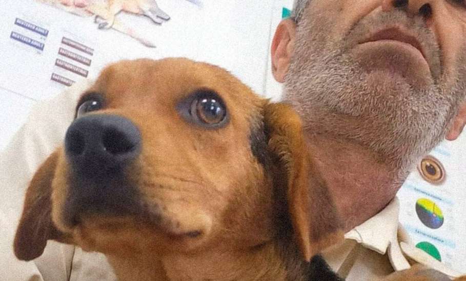 В Воронеже погиб мужчина, который пытался спасти собаку во время атаки БПЛА