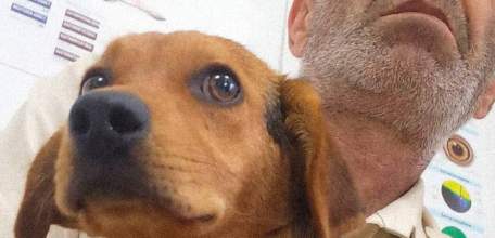 В Воронеже погиб мужчина, который пытался спасти собаку во время атаки БПЛА