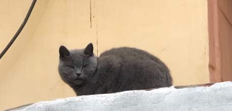 В Ельце завели уголовное дело на пьяного водителя «Оки»