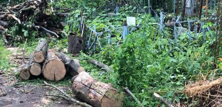 На старом кладбище в Ельце сегодня не ведутся работы по спиливанию аварийных деревьев!