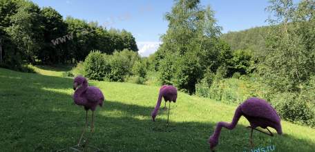 В Липецкую область «прилетели» розовые фламинго!
