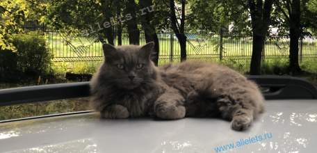 В ГД внесут проект о запрете прикармливать бродячих животных вблизи многоэтажек!