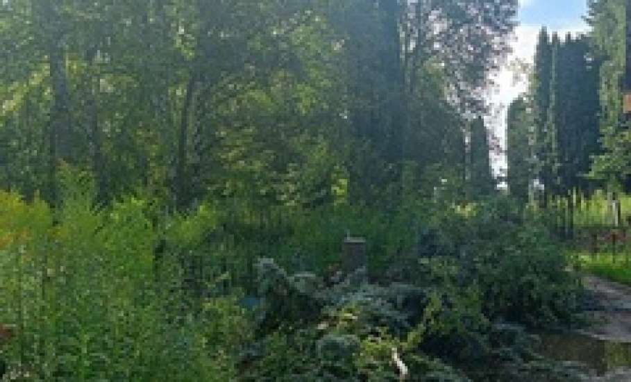 За сегодняшний день в Ельце сделали несколько дел: подсыпали дорогу в Засосне срезкой асфальта и спилили деревья