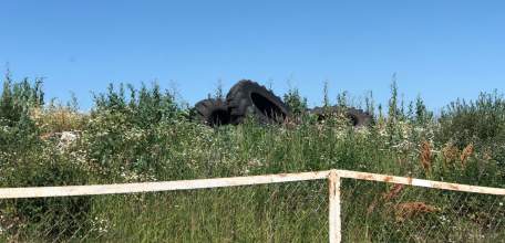 Сообщение о преступлении! На закрытый полигон ТБО в Становое незаконно возят мусор и опасные отходы!