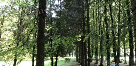 В лесах Липецкой области введен третий класс пожарной опасности