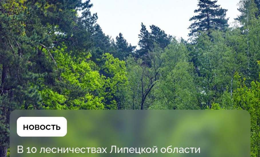 До 21 августа в ЛО продлили ограничение на посещение лесов и въезд в них на транспорте