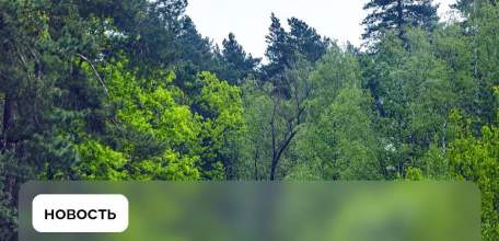 До 21 августа в ЛО продлили ограничение на посещение лесов и въезд в них на транспорте