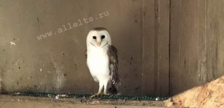 Объявлен желтый уровень "Воздушная опасность" по Липецкой области!