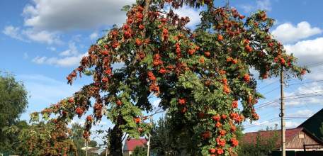 В Ельце снова выла сирена! Объявлен опять «красный уровень»