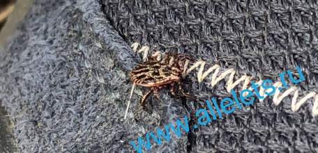 2410 детей в Липецкой области покусали клещи, по официальным данным!