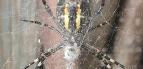 Ядовитые пауки-осы атакуют жителей Липецкой области!