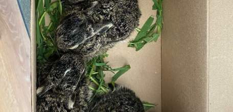 Зайчонок застрял в ливнёвке Елецкой экономзоны — его спас инженер!