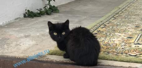 В России растет число заболевших новым штаммом коронавируса «Стратус»