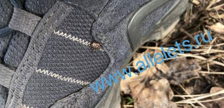 Уже 5281 человек в Липецкой области обратилось за помощью по поводу присасывания клещей!