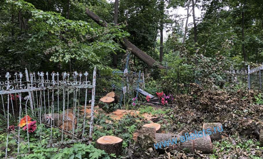 На старом городском кладбище в Ельце продолжается опиловка деревьев. Много могил и оградок повреждено!