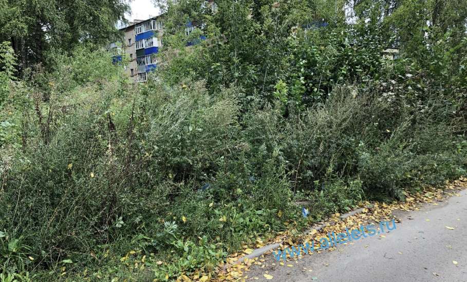 В Ельце растения  и кустарники выше человеческого роста! Не косили всё лето!