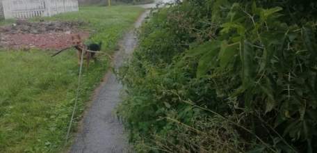 Жители Ельца жалуются на администрацию по поводу некошеной травы и неопиленных деревьев!