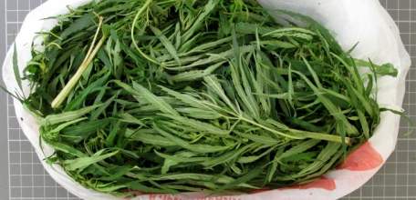 В Ельце сотрудниками полиции за незаконное хранение наркотика задержана 32-летняя ельчанка!