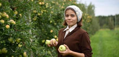 В Липецкую область приехали 300 студентов со всей России на сбор яблок!