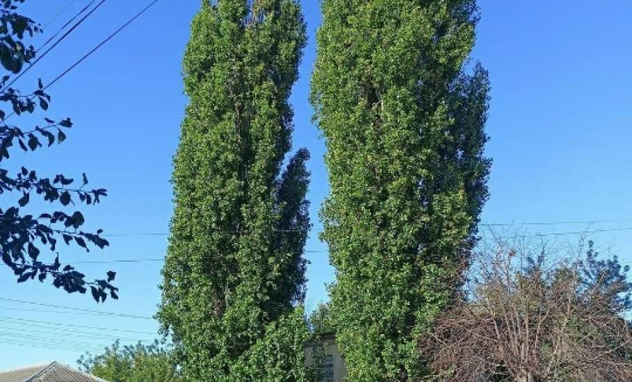 Сотрудники МУП «Елец-Сервис» продолжают работы по благоустройству города