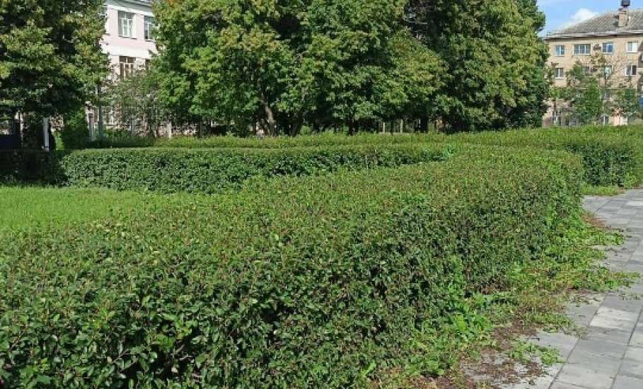 Сотрудники МУП «Елец-Сервис» продолжают работы по благоустройству города