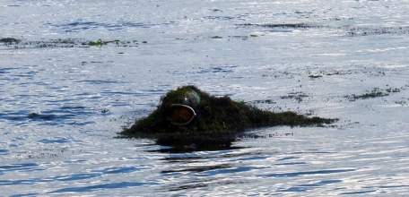 Тело мужчины найдено у понтонной переправы через Дон!