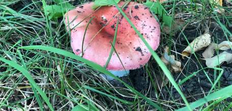 29 человек пострадали от отравлений грибами с начала года!