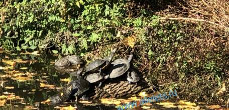 В Ельце черепахи вылезли позагорать целыми семьями из пруда в Петровском парке!
