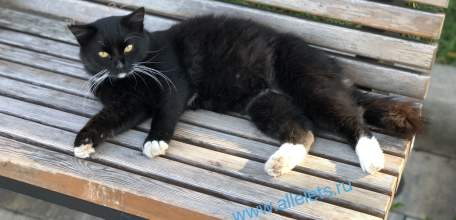 Минприроды представило закон о госучете и чипировании домашних животных