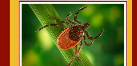 На 25.09.2025 по поводу присасывания клещей в медицинские организации области обратилось 5804 человека, из них 2605 детей