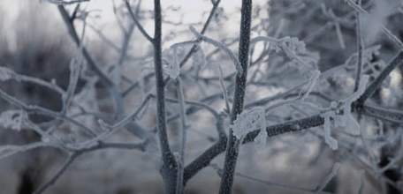 В Липецкой области на ближайшие три ночи ожидаются заморозки!