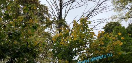 Игорь Артамонов: «Шесть вражеских беспилотников были сбиты этой ночью на территории Липецкой области«