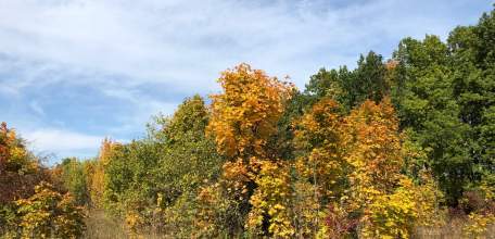 Житель Ельца украл телевизор у своей мамы, а также нашёл куст конопли в посёлке Солидарность