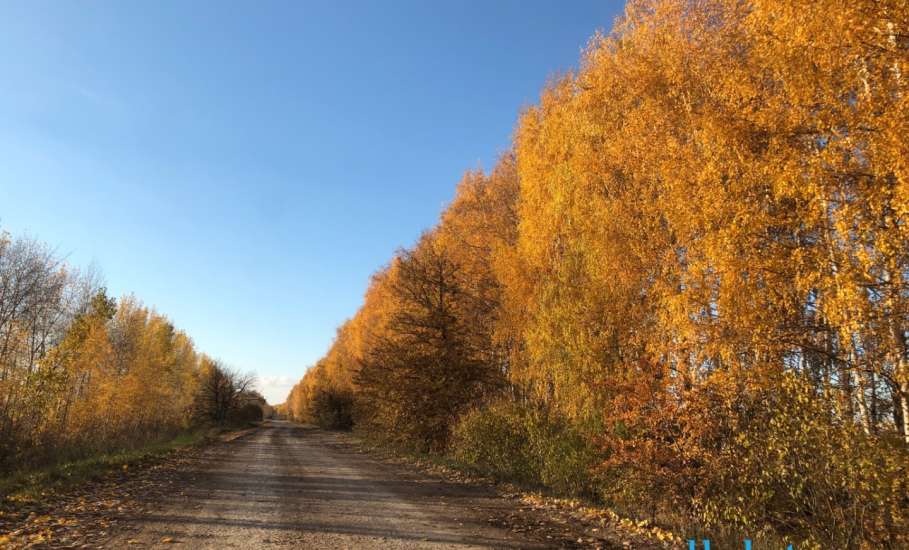 В Становлянском районе раскрыта кража быка!