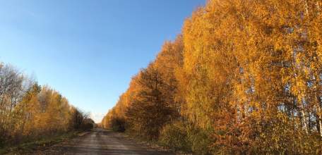 В Становлянском районе раскрыта кража быка!
